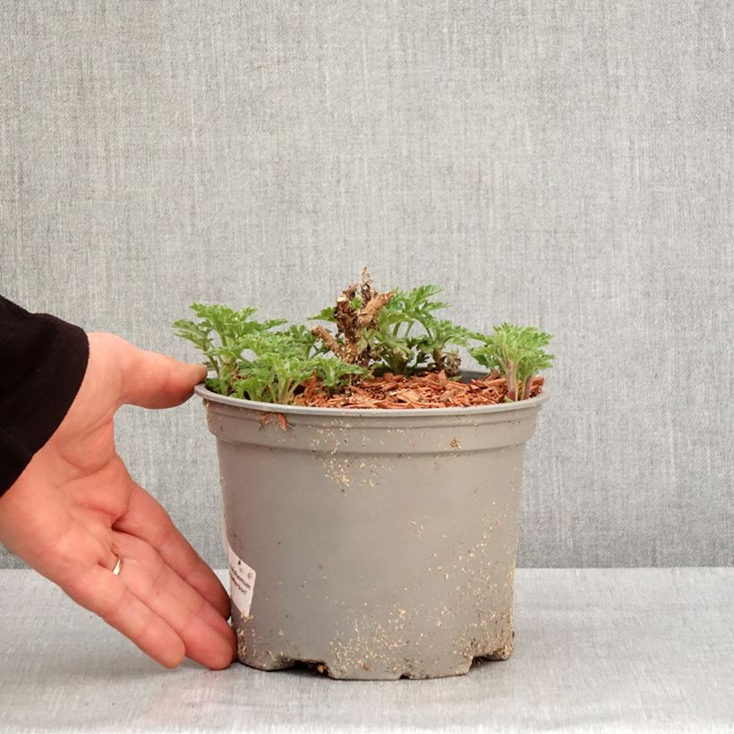 Example of Chrysanthemum indicum Julia - Tuinchrysant Pot van 2 l/3 l as you get in hiver