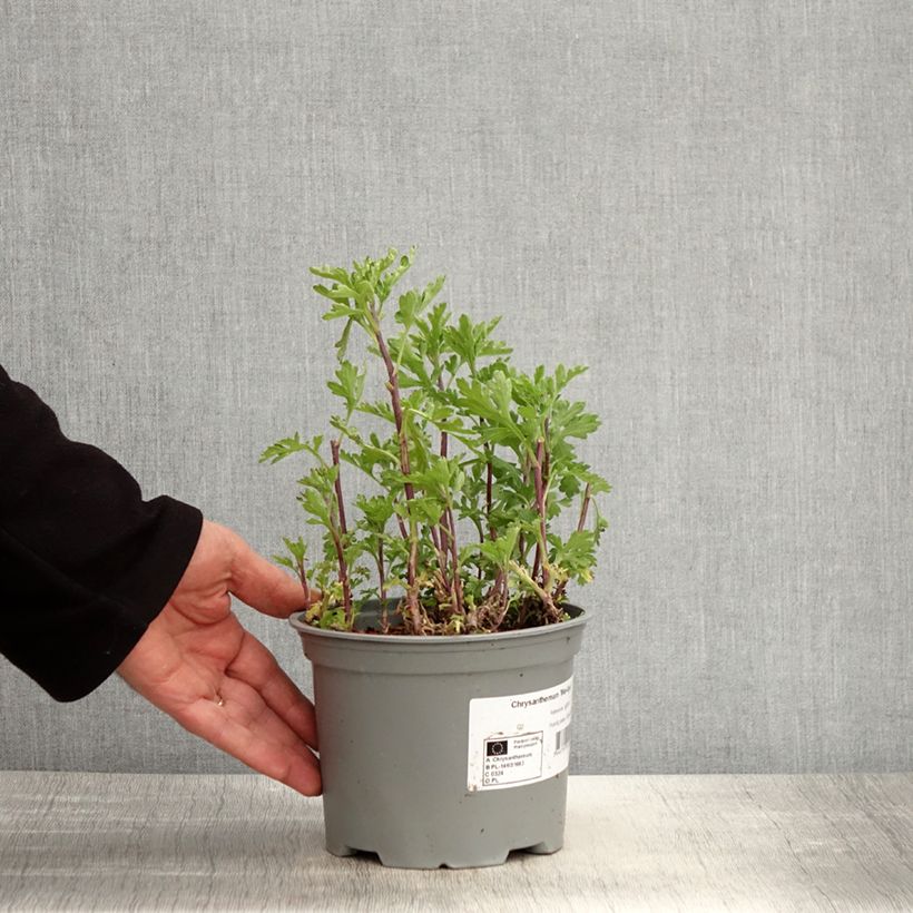 Exemplaar van Chrysanthemum indicum Mei Kyo - Tuinchrysant Pot van 2 l/3 l zoals geleverd in de lente