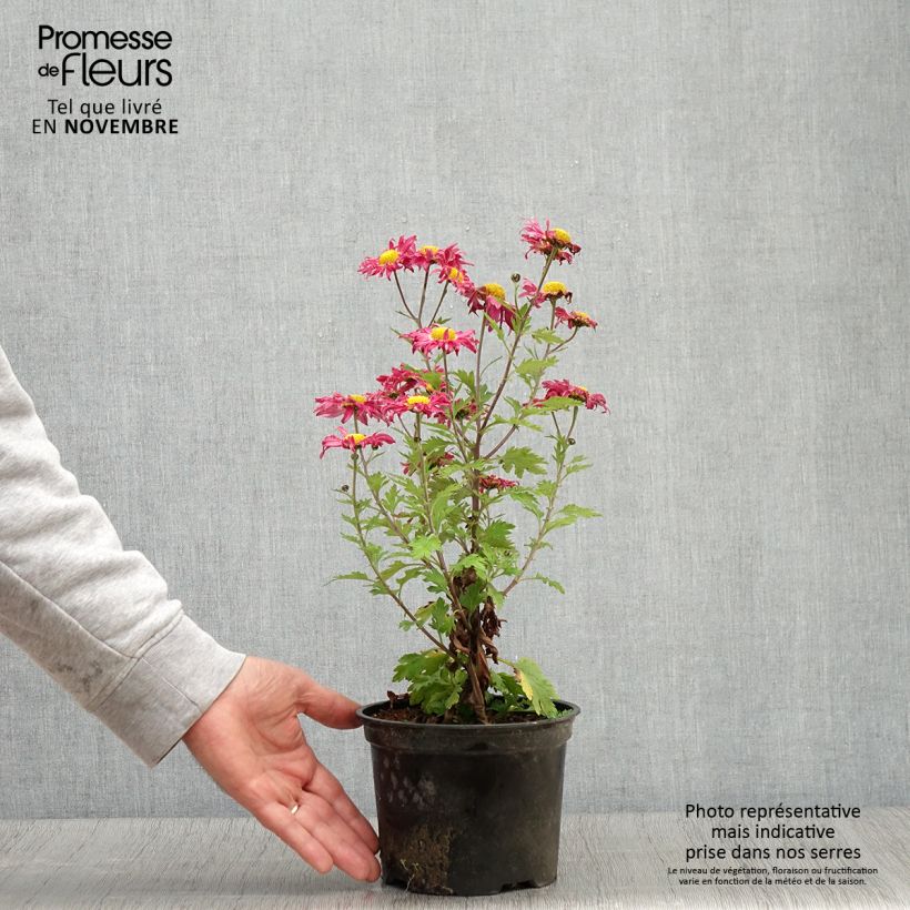 Exemplaar van Chrysanthemum indicum Oury - Tuinchrysant Pot van 2 l/3 l zoals geleverd in de herfst