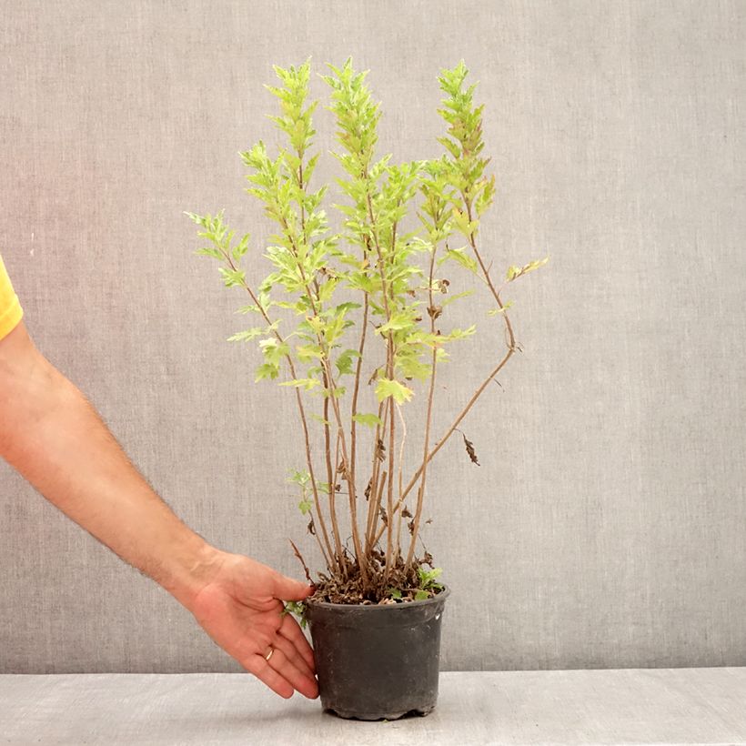 Exemplaar van Chrysanthemum indicum Oury - Tuinchrysant Pot van 2 l/3 l zoals geleverd in de zomer