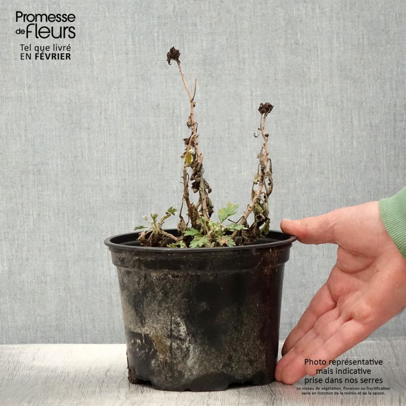 Example of Chrysanthème des jardins Oury - Chrysanthemum indicum Pot van 2 l/3 l as you get in hiver