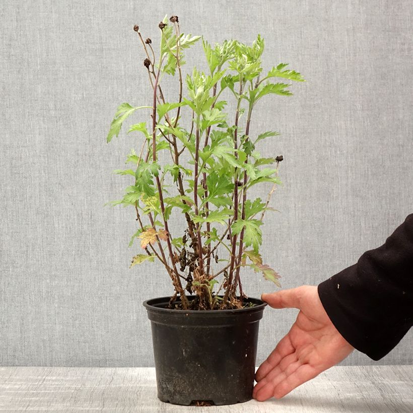 Exemplaar van Chrysanthemum indicum Oury - Tuinchrysant Pot van 2 l/3 l zoals geleverd in de lente