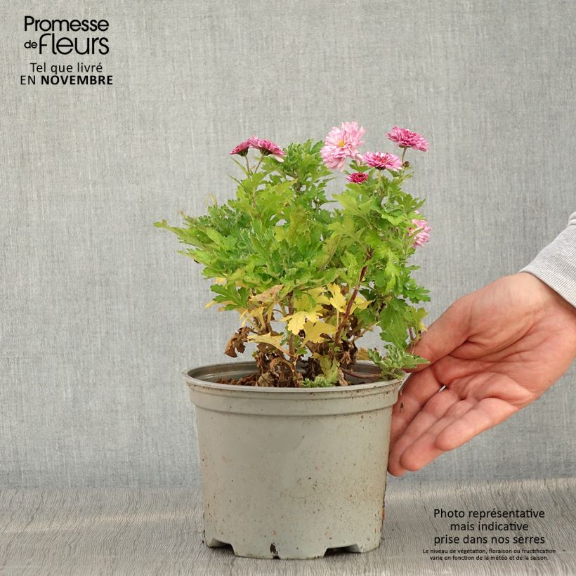 Exemplaar van Chrysanthème des jardins Rehauge - Chrysanthemum indicum Pot de 2L/3L zoals geleverd in de herfst