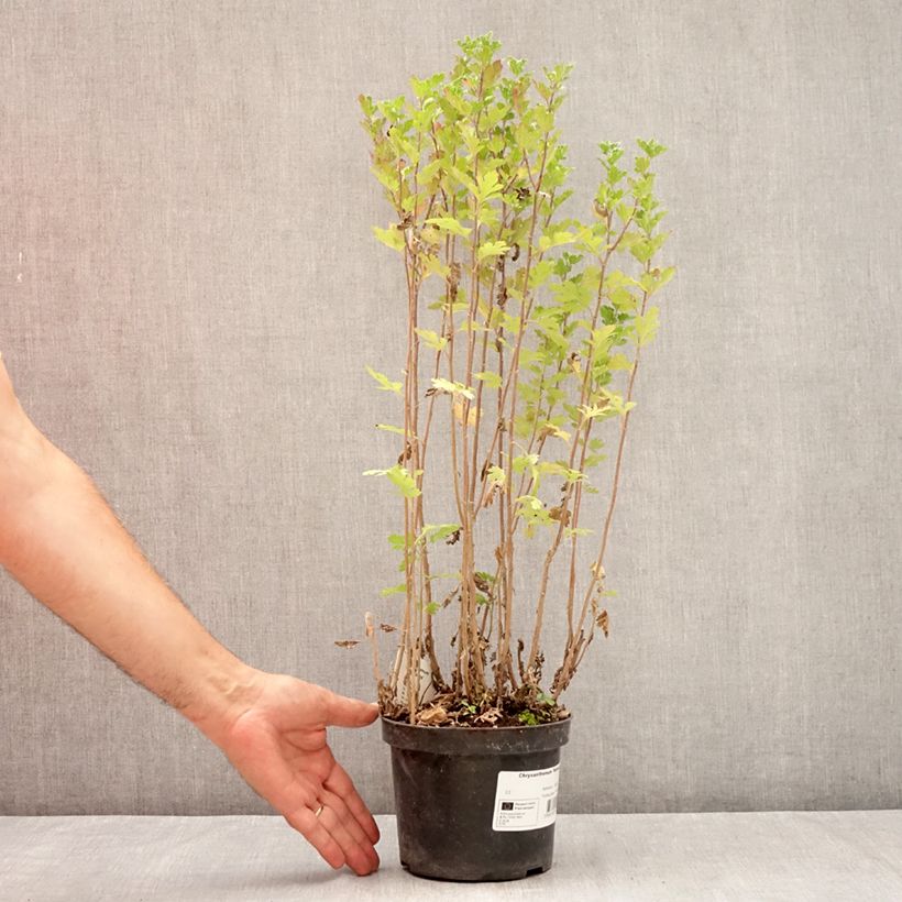 Exemplaar van Chrysanthemum indicum Rehauge - Tuinchrysant Pot van 2 l/3 l zoals geleverd in de zomer
