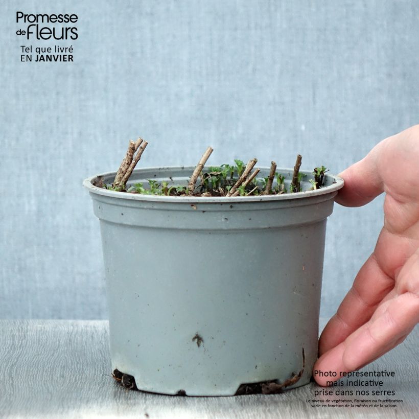 Example of Chrysanthemum rubellum Clara Curtis - Herfstchrysant Pot van 2 l/3 l as you get in hiver