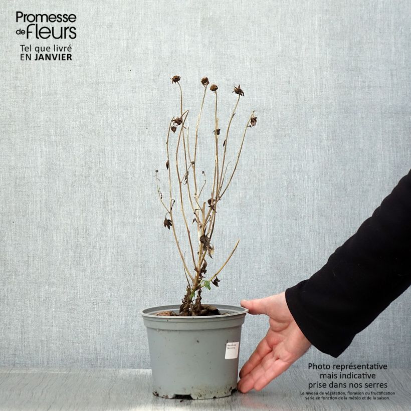 Example of Chrysanthemum rubellum - Herfstchrysant Pot van 2 l/3 l as you get in hiver