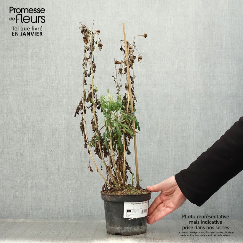 Example of Chrysanthemum rubellum Mary Stoker - Herfstchrysant Pot van 2 l/3 l as you get in hiver