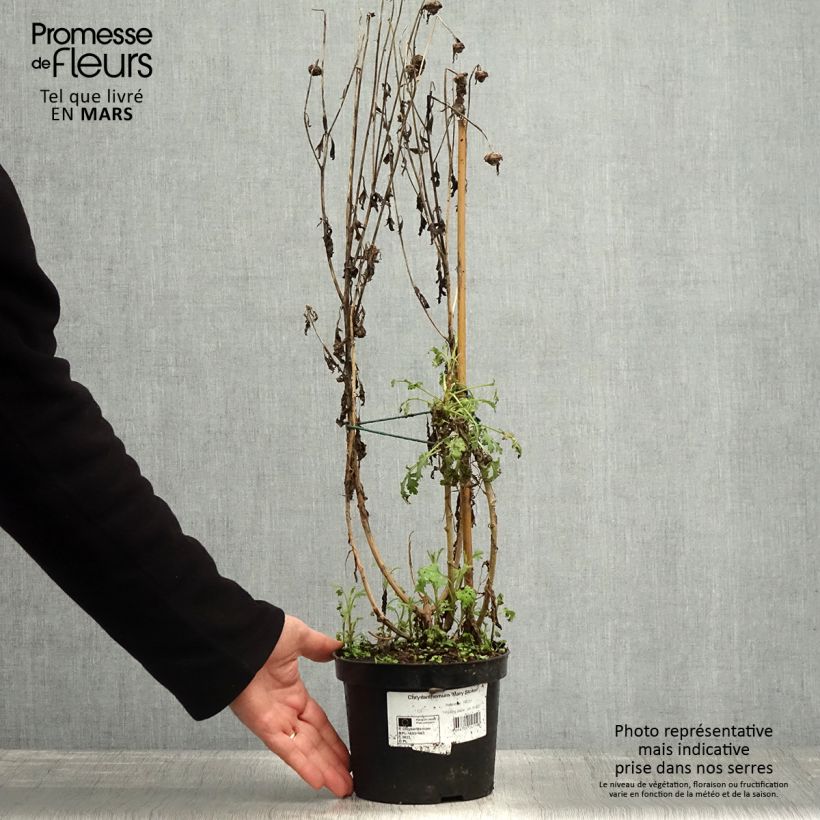 Exemplaar van Chrysanthemum rubellum Mary Stoker - Herfstchrysant Pot van 2 l/3 l zoals geleverd in de lente