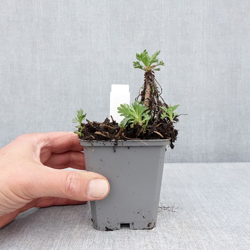 Exemplaar van Chrysanthemum arcticum Roseum - Wormkruid roze Kweekpotje van 8/9 cm zoals geleverd in de lente