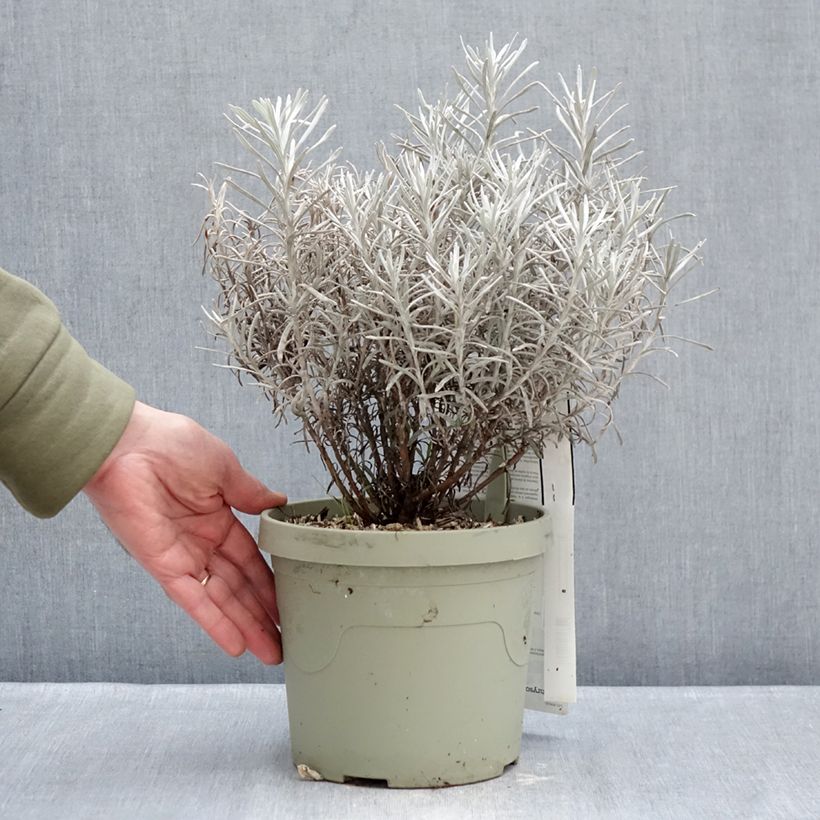 Example of Chrysocephalum apiculatum Korma - Immortelle  Pot van 1,5 l/2 l as you get in hiver