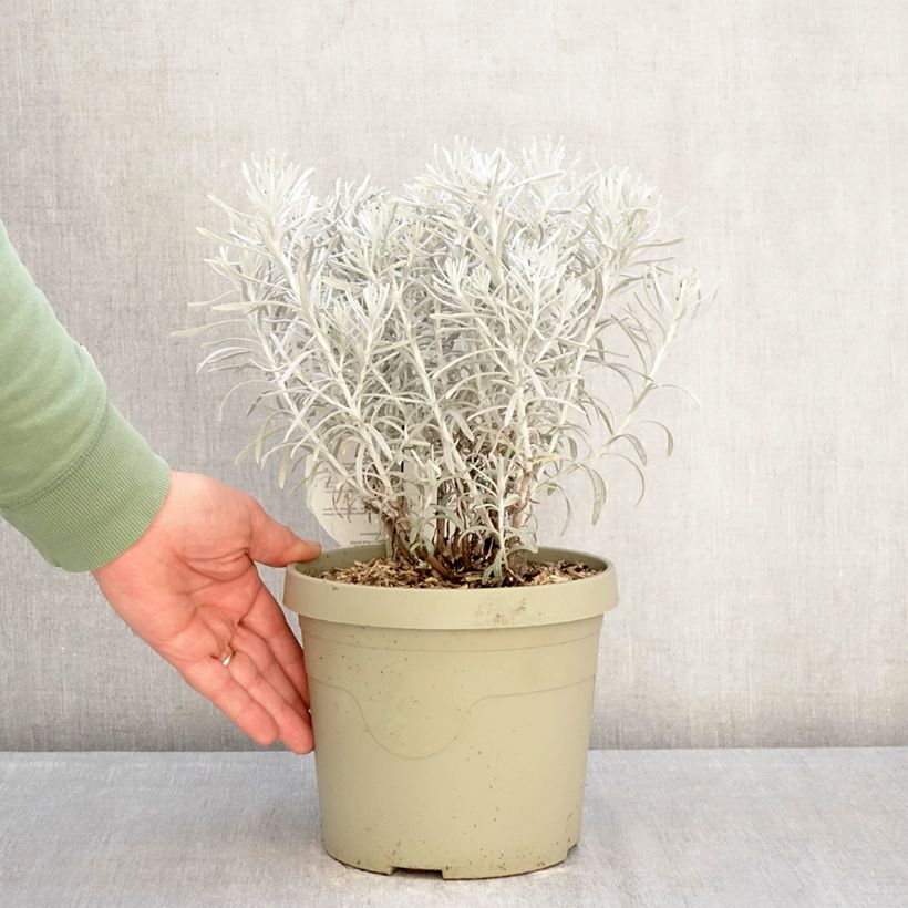 Exemplaar van Chrysocephalum apiculatum Korma Pot van 3 l/4 l zoals geleverd in de winter