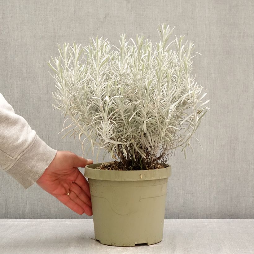 Exemplaar van Chrysocephalum apiculatum Korma Pot van 3 l/4 l zoals geleverd in de lente