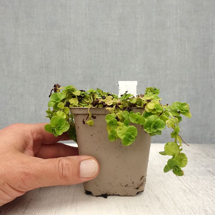 Exemplaar van Chrysosplenium oppositifolium - Paarbladig goudveil Kweekpotje van 8/9 cm zoals geleverd in de zomer