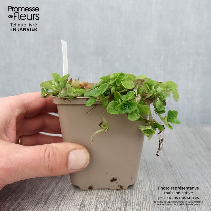 Example of Chrysosplenium oppositifolium, Dorine Kweekpotje van 8/9 cm as you get in hiver