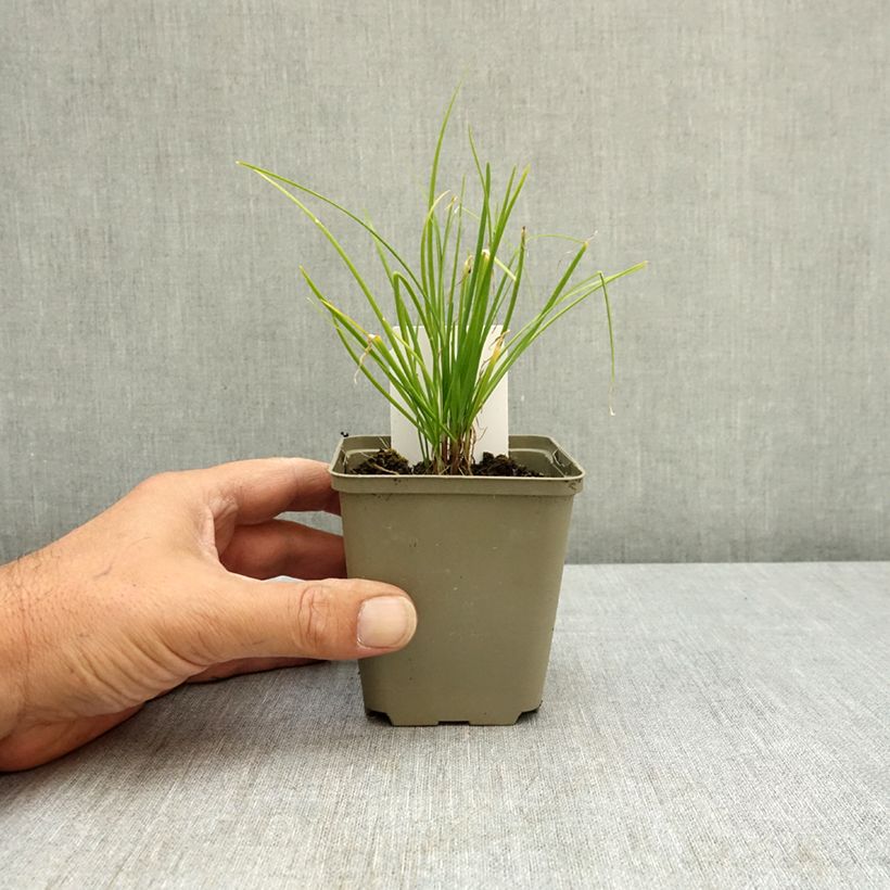 Exemplaar van Knoflookbieslook (pootgoed) - Allium tuberosum Kweekpotje van 8/9 cm zoals geleverd in de zomer