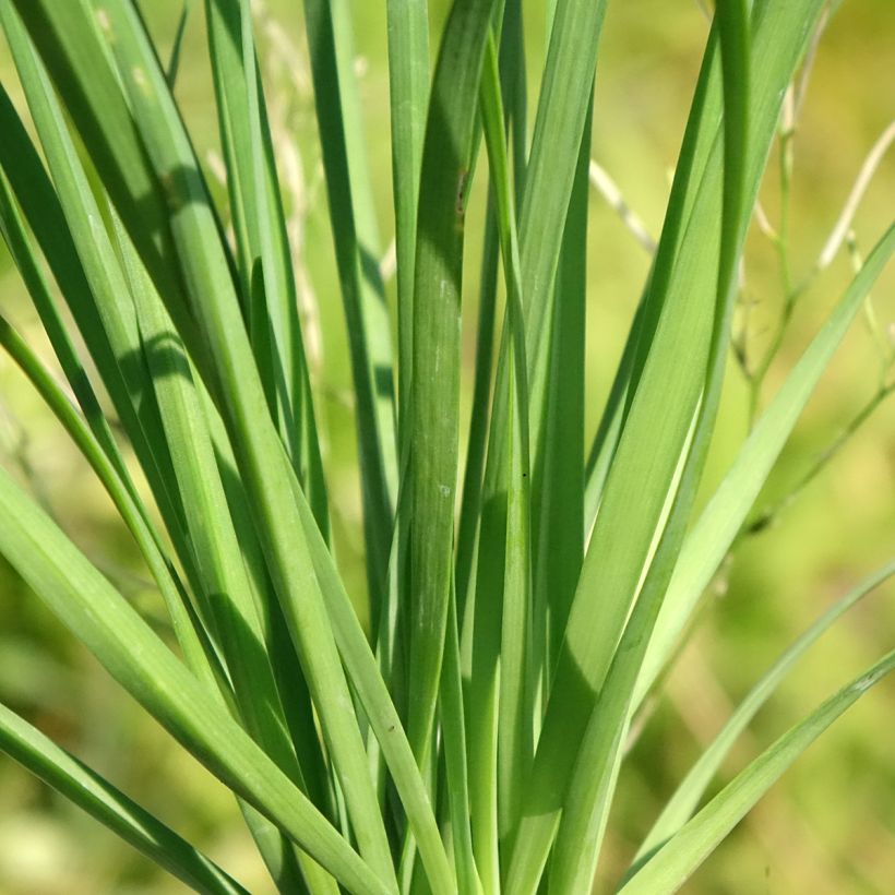 Knoflookbieslook (pootgoed) - Allium tuberosum (Blad)