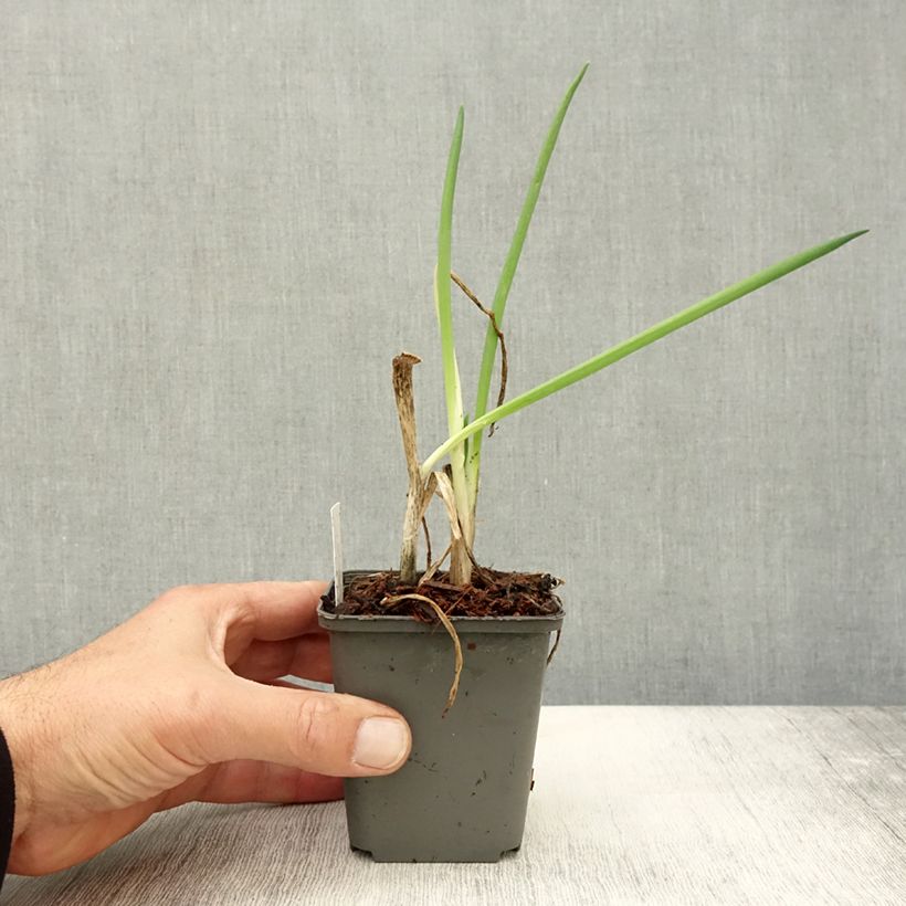 Exemplaar van Stengelui BIO - Allium fistulosum Kweekpotje van 7/8 cm zoals geleverd in de herfst