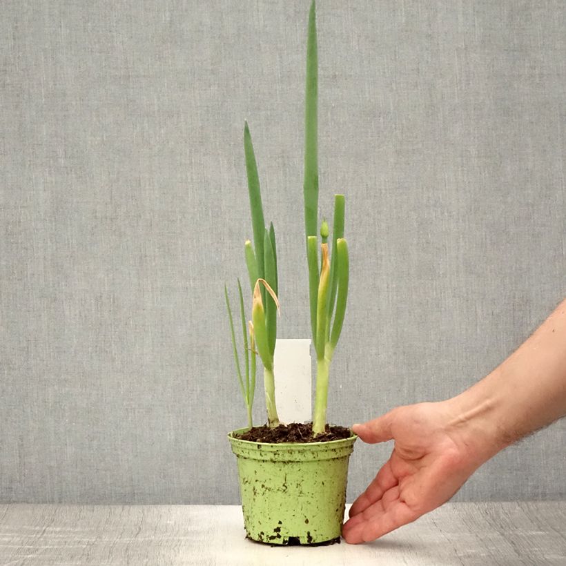 Exemplaar van Stengelui BIO - Allium fistulosum Pot van 1 l/1,5 l zoals geleverd in de zomer