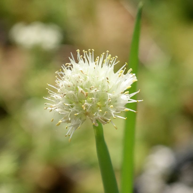 Stengelui BIO - Allium fistulosum (Bloei)