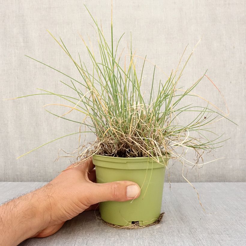 Exemplaar van Stengelui BIO - Allium fistulosum Pot van 1 l/1,5 l zoals geleverd in de herfst