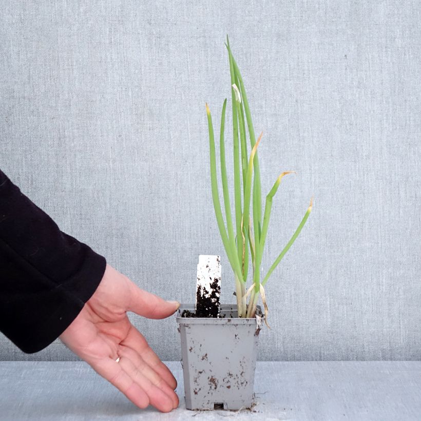Exemplaar van Lente-ui - Allium fistulosum - Allium fistulosum Kweekpotje van 8/9 cm kaliber I zoals geleverd in de lente