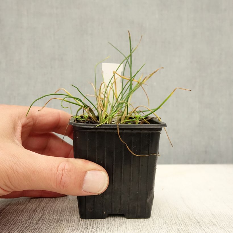 Exemplaar van Allium schoenoprasum Corsican White - Bieslook Kweekpotje van 8/9 cm zoals geleverd in de herfst