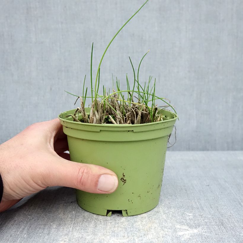 Exemplaar van Bieslook BIO - Allium schoenoprasum (pootgoed) Pot van 10 cm/11 cm zoals geleverd in de winter