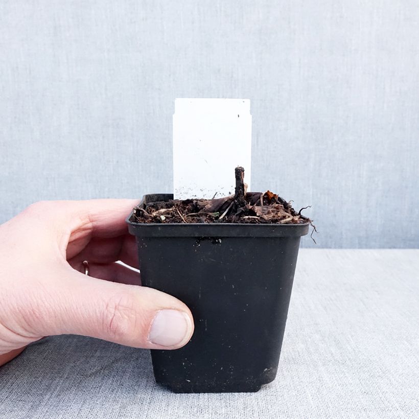 Example of Actaea ramosa Queen of Sheba - Zilverkaars Kweekpotje van 8/9 cm as you get in hiver