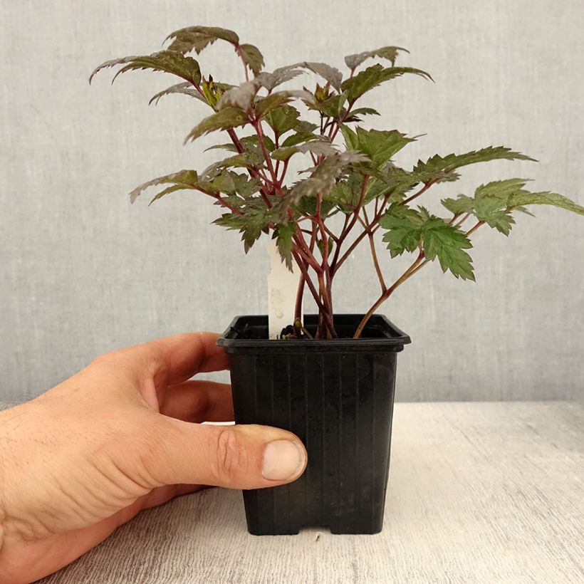 Exemplaar van Actaea ramosa Queen of Sheba - Zilverkaars Kweekpotje van 8/9 cm zoals geleverd in de lente