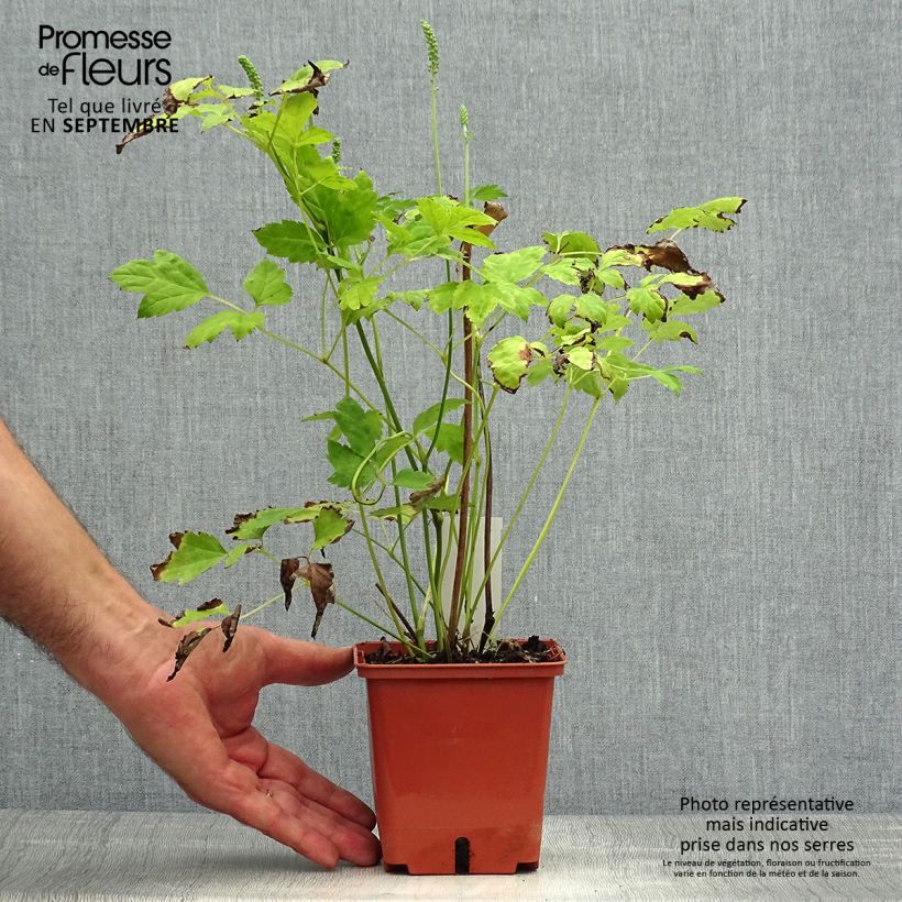 Exemplaar van Actaea matsumurae White Pearl - Zilverkaars Pot van 1,5 l/2 l zoals geleverd in de herfst