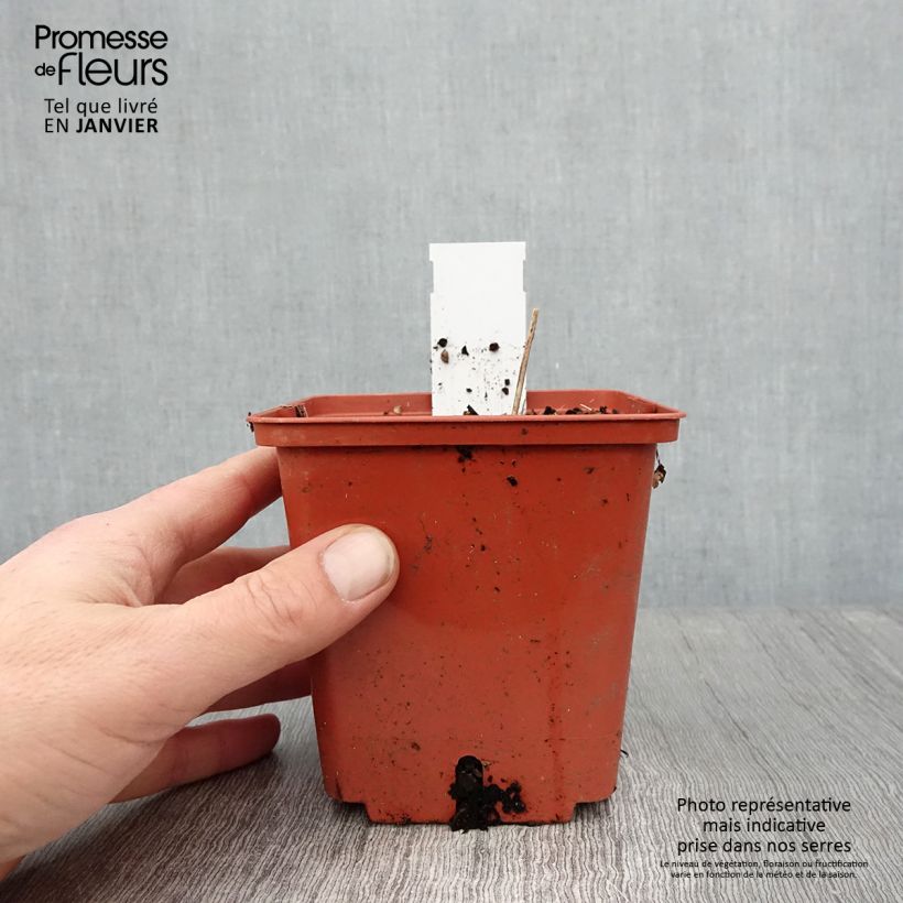 Example of Cierge d'argent, Cimicifuga, Actaea matsumurae White Pearl Pot van 1,5 l/2 l as you get in hiver