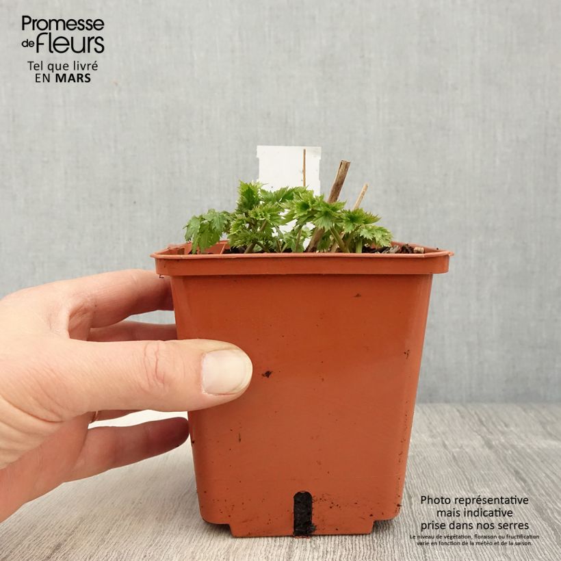 Exemplaar van Actaea matsumurae White Pearl - Zilverkaars Pot van 1,5 l/2 l zoals geleverd in de lente