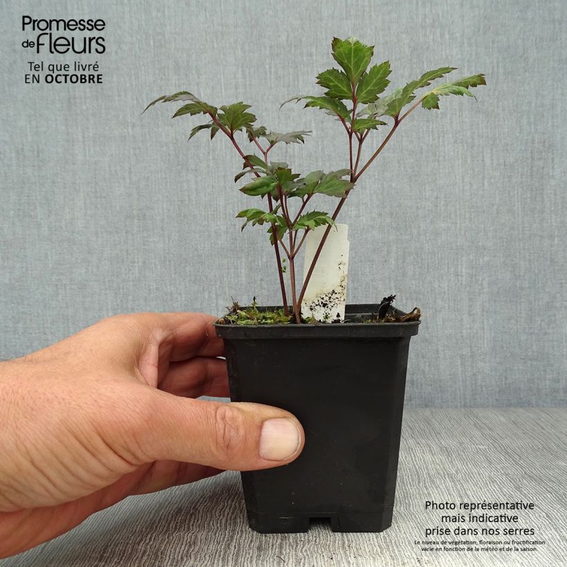Exemplaar van Actaea simplex Atropurpurea - Zilverkaars Kweekpotje van 8/9 cm zoals geleverd in de herfst