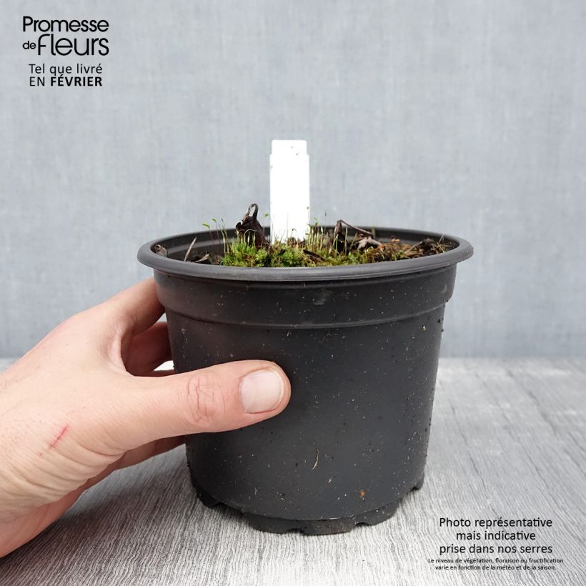 Example of Actaea simplex Atropurpurea - Zilverkaars Pot van 2 l/3 l as you get in hiver