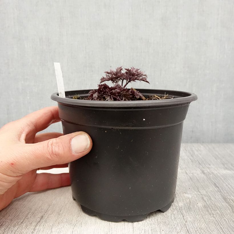 Exemplaar van Actaea simplex Atropurpurea - Zilverkaars Pot van 2 l/3 l zoals geleverd in de lente
