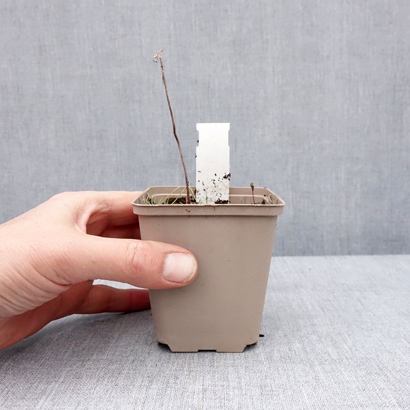 Example of Actaea simplex Chocoholic - Zilverkaars Kweekpotje van 8/9 cm as you get in hiver