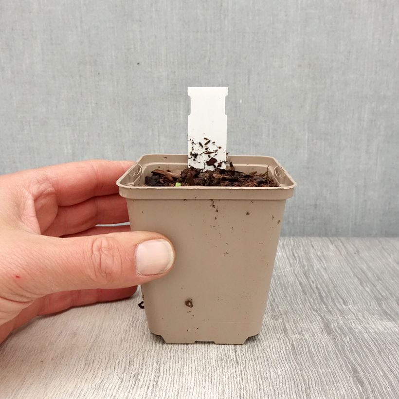 Exemplaar van Actaea simplex Chocoholic - Zilverkaars Kweekpotje van 8/9 cm zoals geleverd in de lente