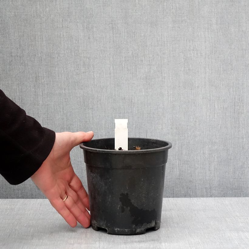 Example of Actaea simplex Chocoholic - Zilverkaars Pot van 2 l/3 l as you get in hiver