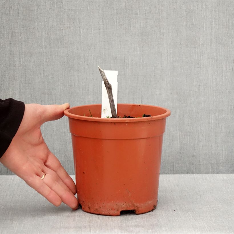 Exemplaar van Actaea simplex Chocoholic - Zilverkaars Pot van 2 l/3 l zoals geleverd in de lente