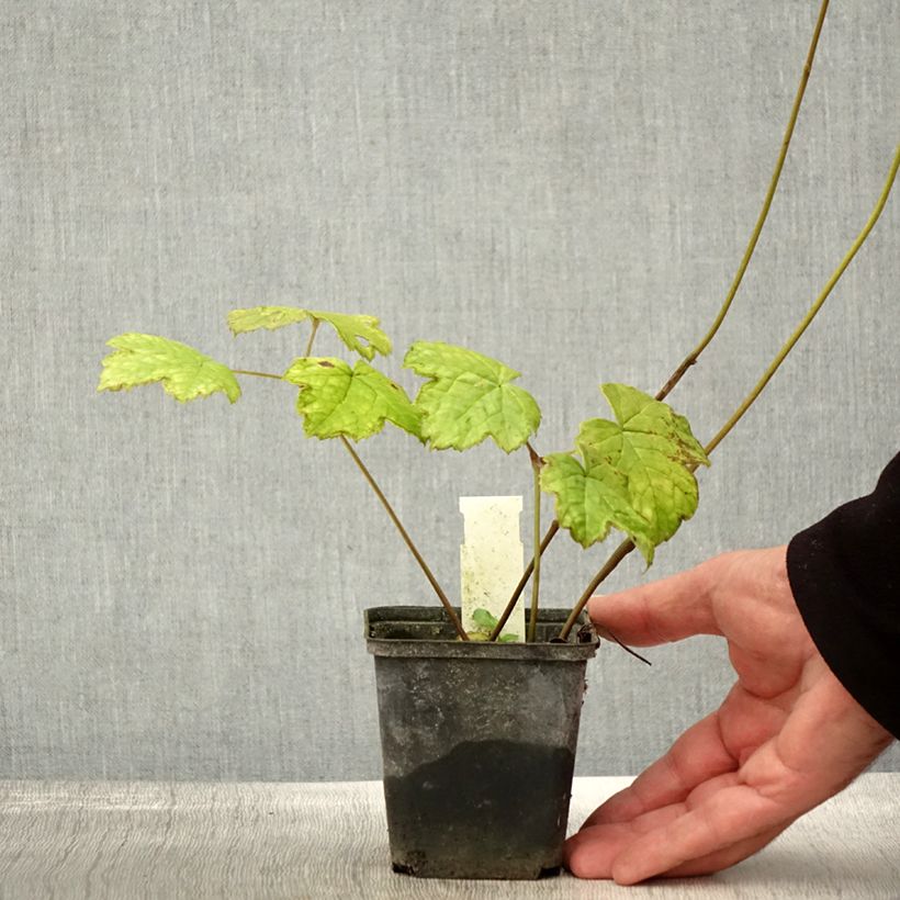 Exemplaar van Actaea biternata - Zilverkaars Kweekpotje van 8/9 cm zoals geleverd in de herfst