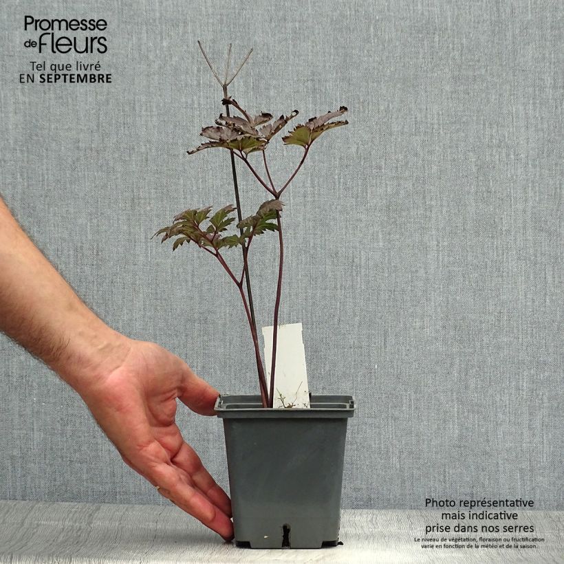 Exemplaar van Actaea simplex Carbonella - Zilverkaars Pot van 1 l/1,5 l zoals geleverd in de herfst