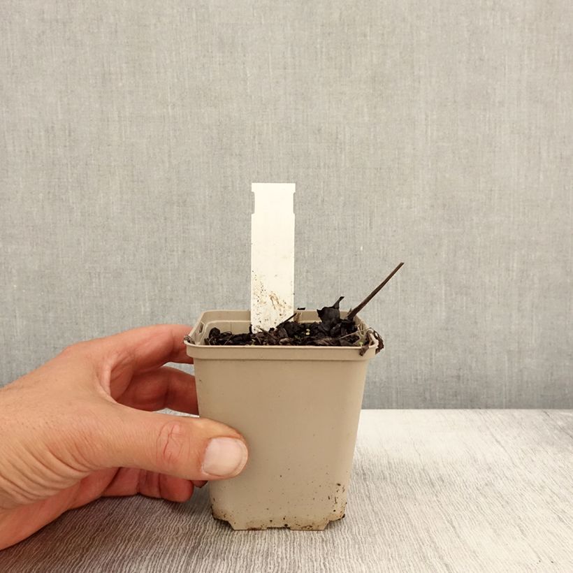 Exemplaar van Actaea simplex James Compton - Zilverkaars Kweekpotje van 8/9 cm zoals geleverd in de herfst