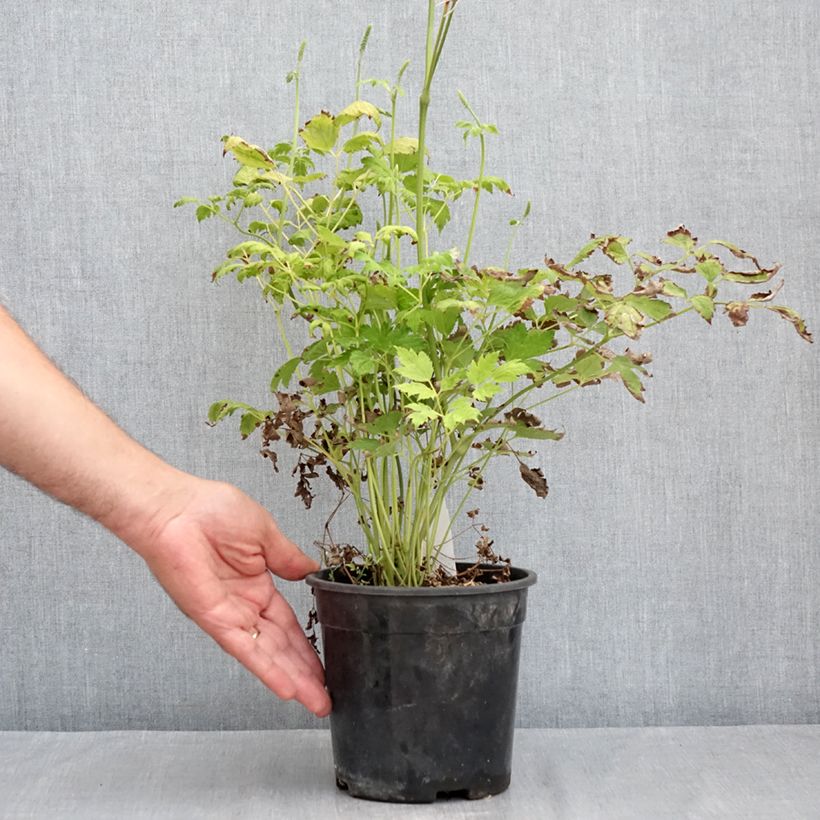 Example of Cimicifuga racemosa - Cierge d'argent Pot van 2 l/3 l as you get in ete