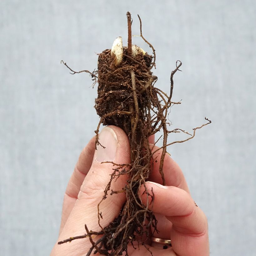 Example of Cimicifuga racemosa - Cierge d'argent Naakte wortel as you get in hiver