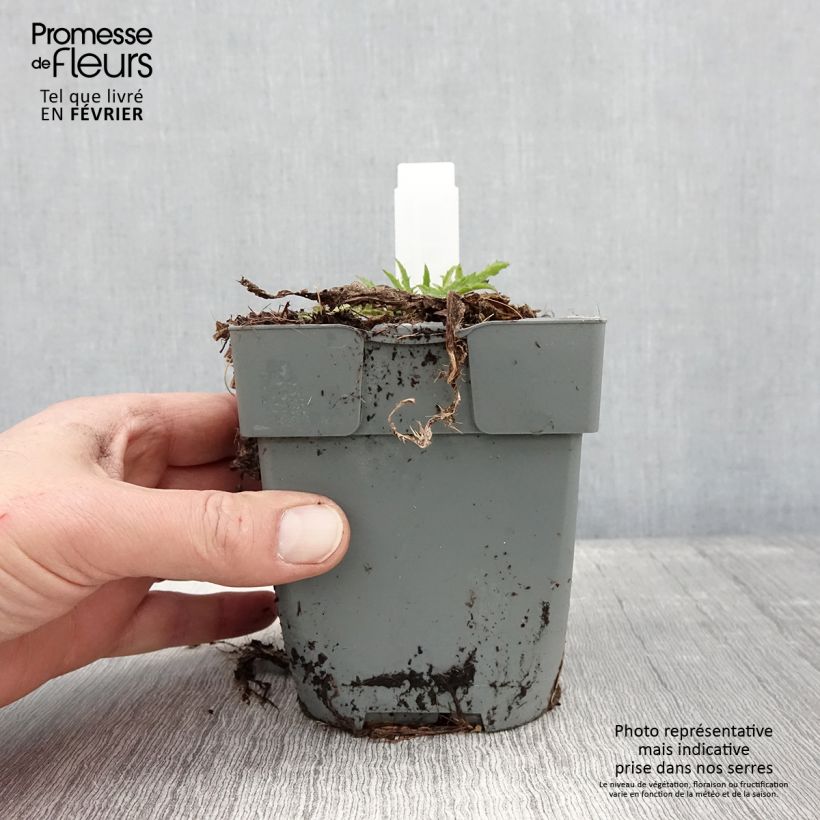 Example of Cirsium rivulare Atropurpureum - Cirse des rives Pot van 2 l/3 l as you get in hiver