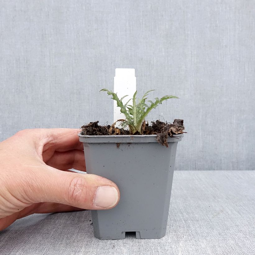 Exemplaar van Cirsium rivulare Trevors Blue Wonder - Beekdistel Kweekpotje van 8/9 cm zoals geleverd in de lente