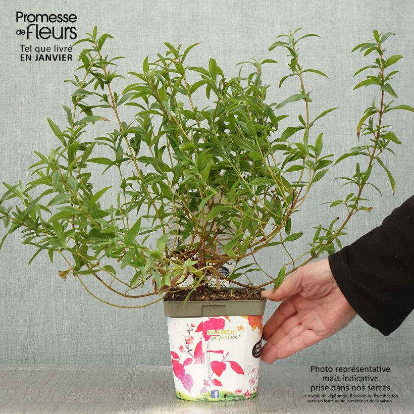Example of Ciste du Portugal - Cistus x lusitanicus Decumbens Pot van 2 l/3 l as you get in hiver