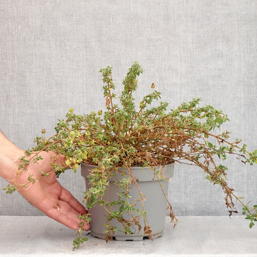 Exemplaar van Cistus obtusifolius - Rotsroos Pot van 2 l/3 l zoals geleverd in de zomer
