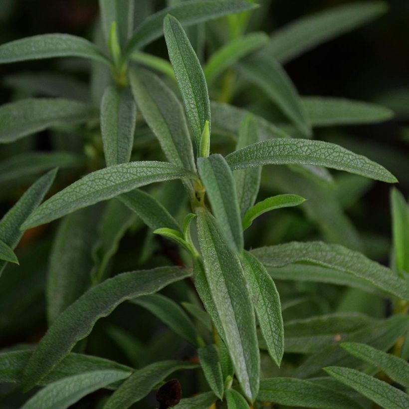 Cistus purpureus - Bonte cistus (Foliage)