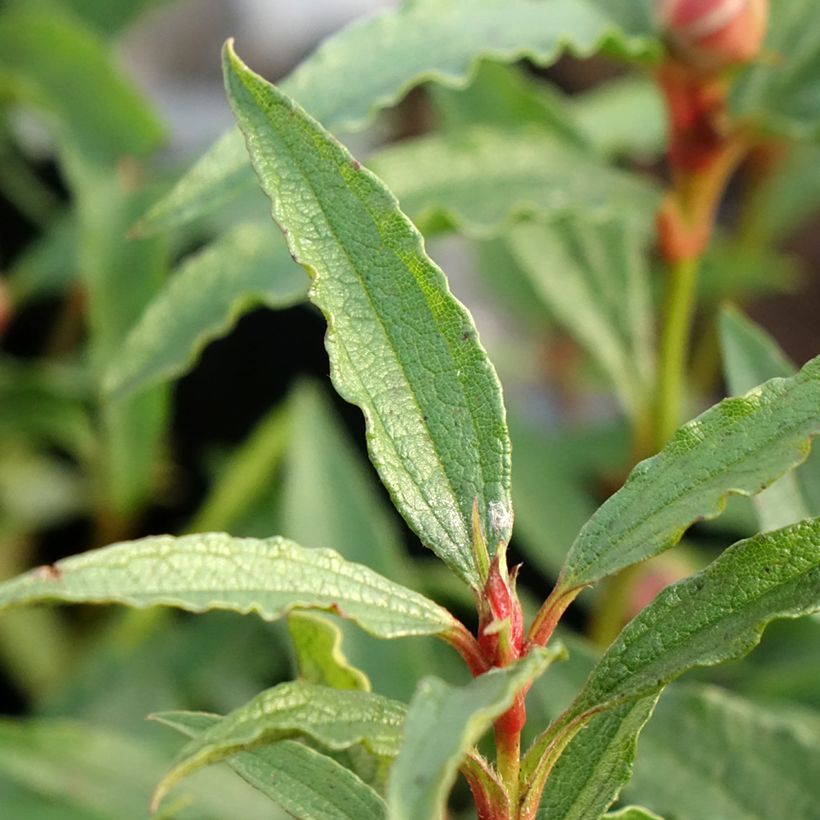 Cistus aguilarii Maculatus - Rotsroos (Blad)